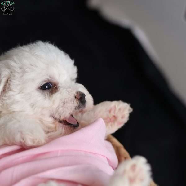 Joy, Bichon Frise Puppy